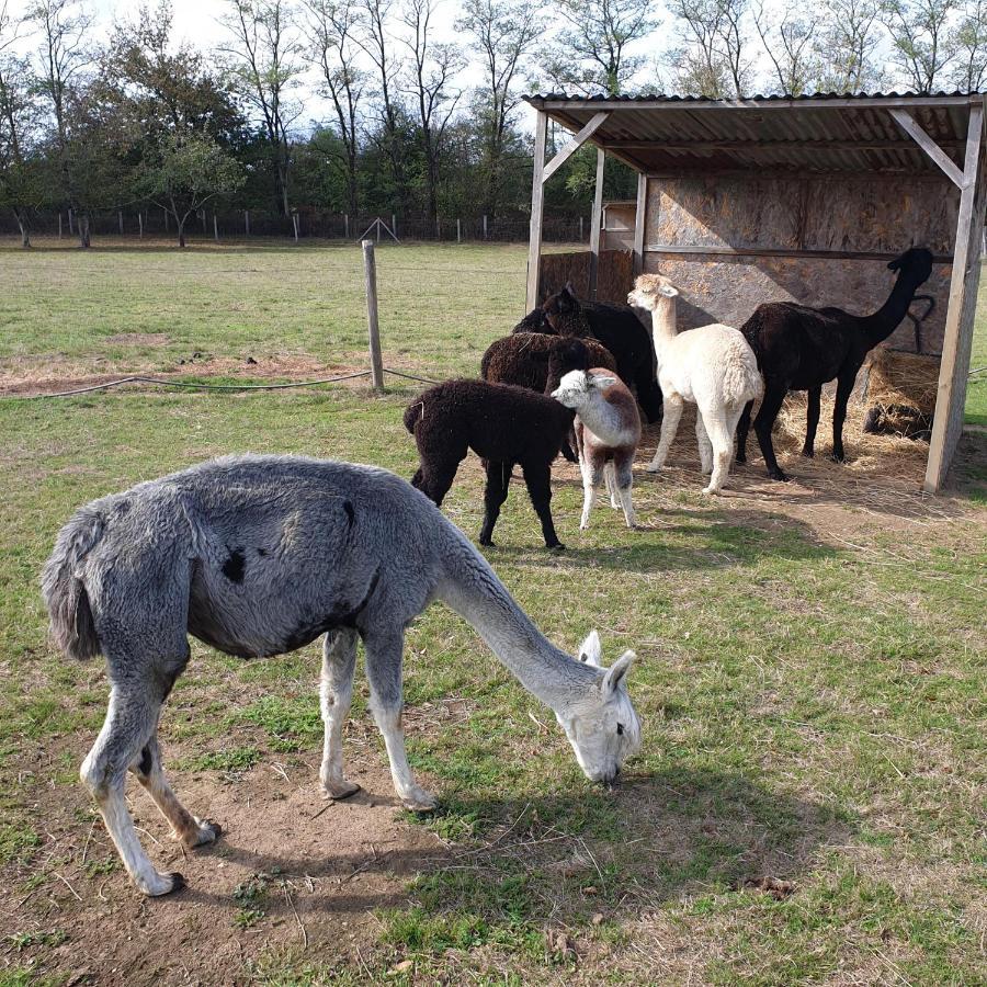 The Alpaca B&B Chalais  Eksteriør billede
