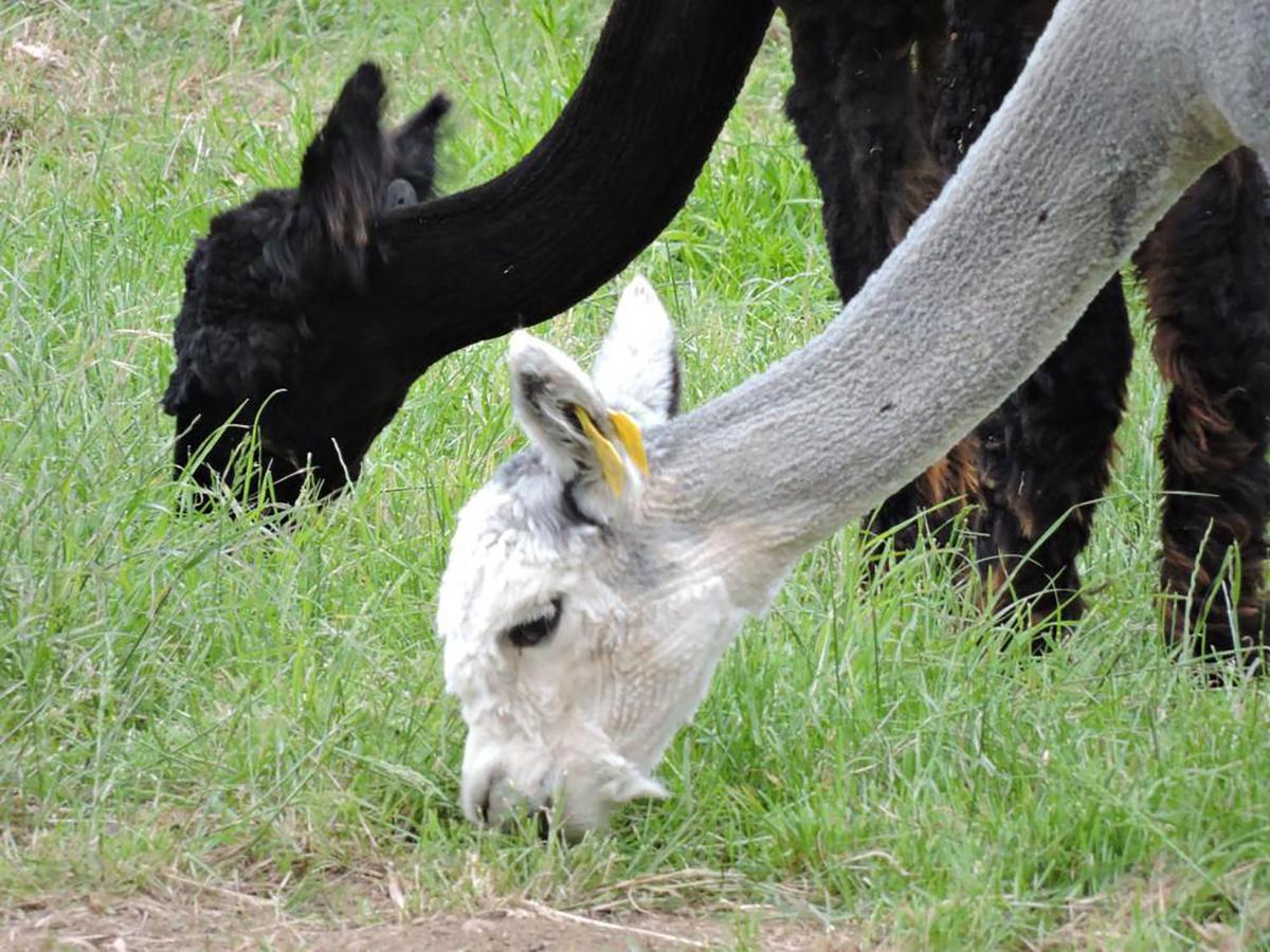 The Alpaca B&B Chalais  Eksteriør billede