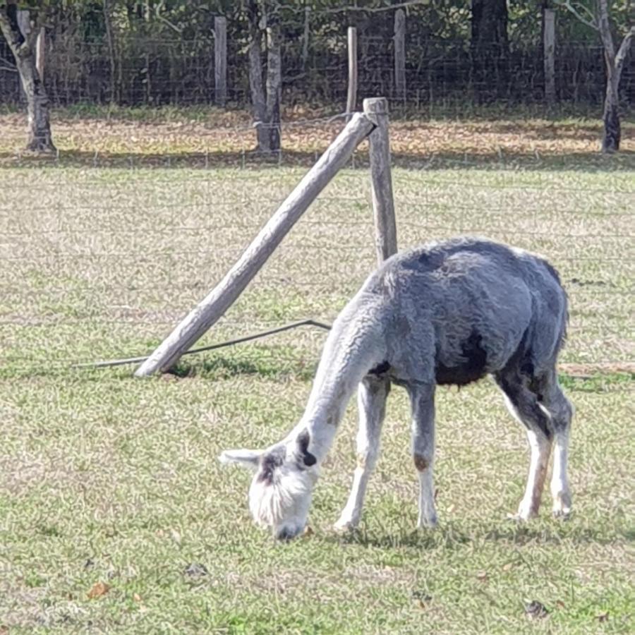 The Alpaca B&B Chalais  Eksteriør billede